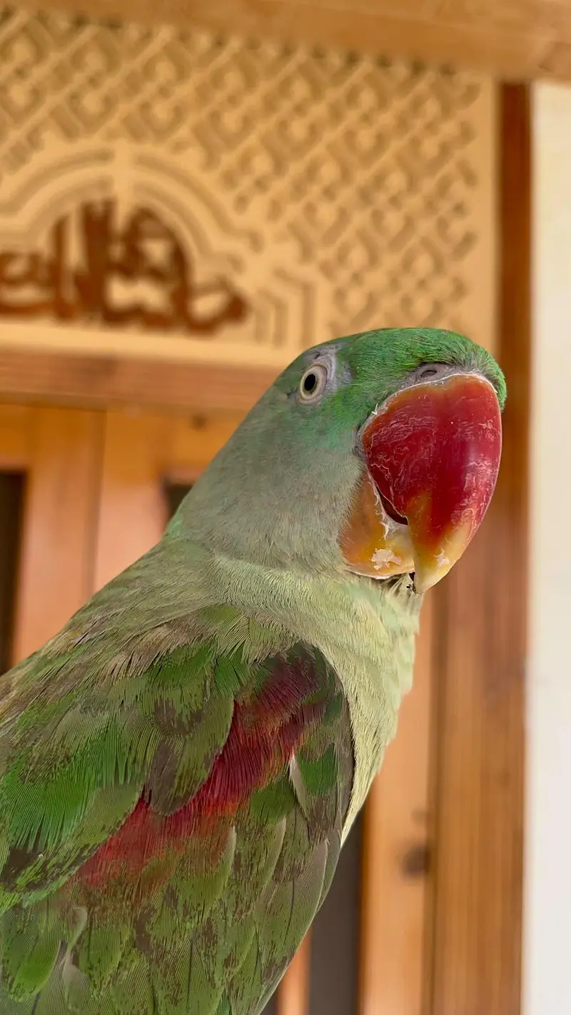 Alexander Parrot — photo 2