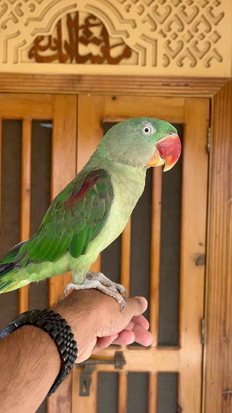 Alexander Parrot 2