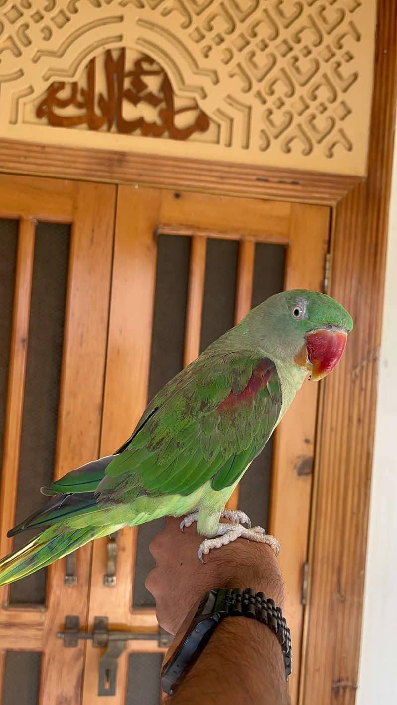 Alexander Parrot 3