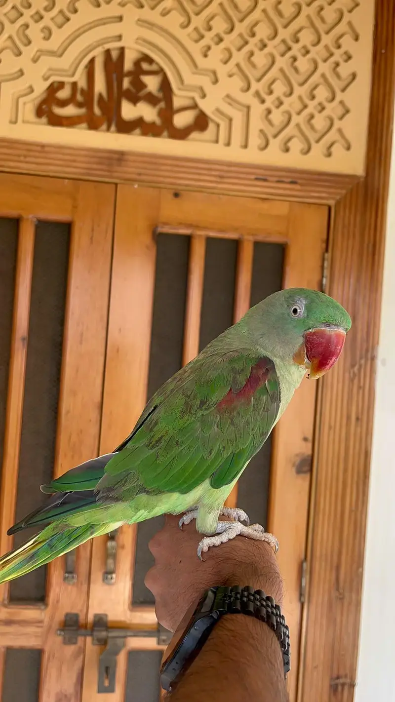 Alexander Parrot — photo 4