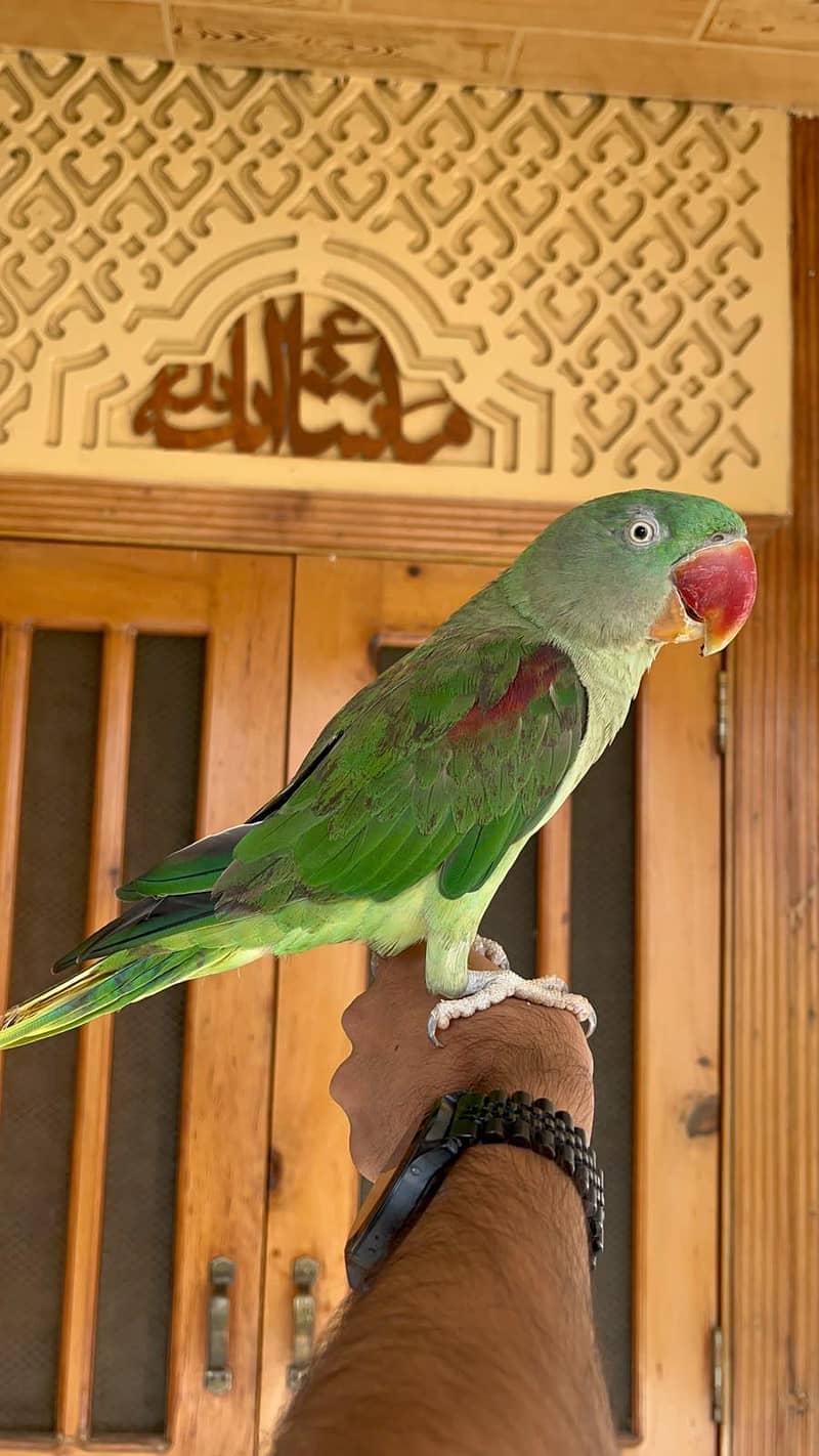 Alexander Parrot 4