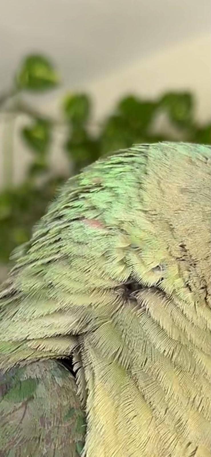 Alexander Parrot 5
