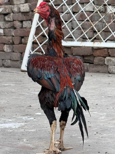 home breed he pure quality birds