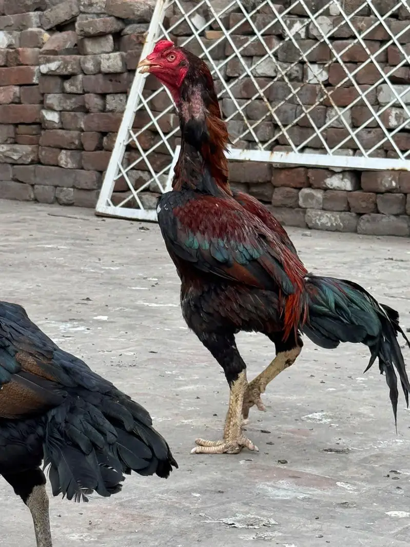 home breed he pure quality birds — photo 2