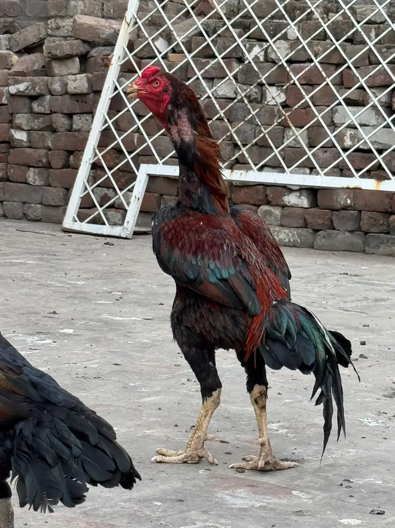 home breed he pure quality birds — photo 3