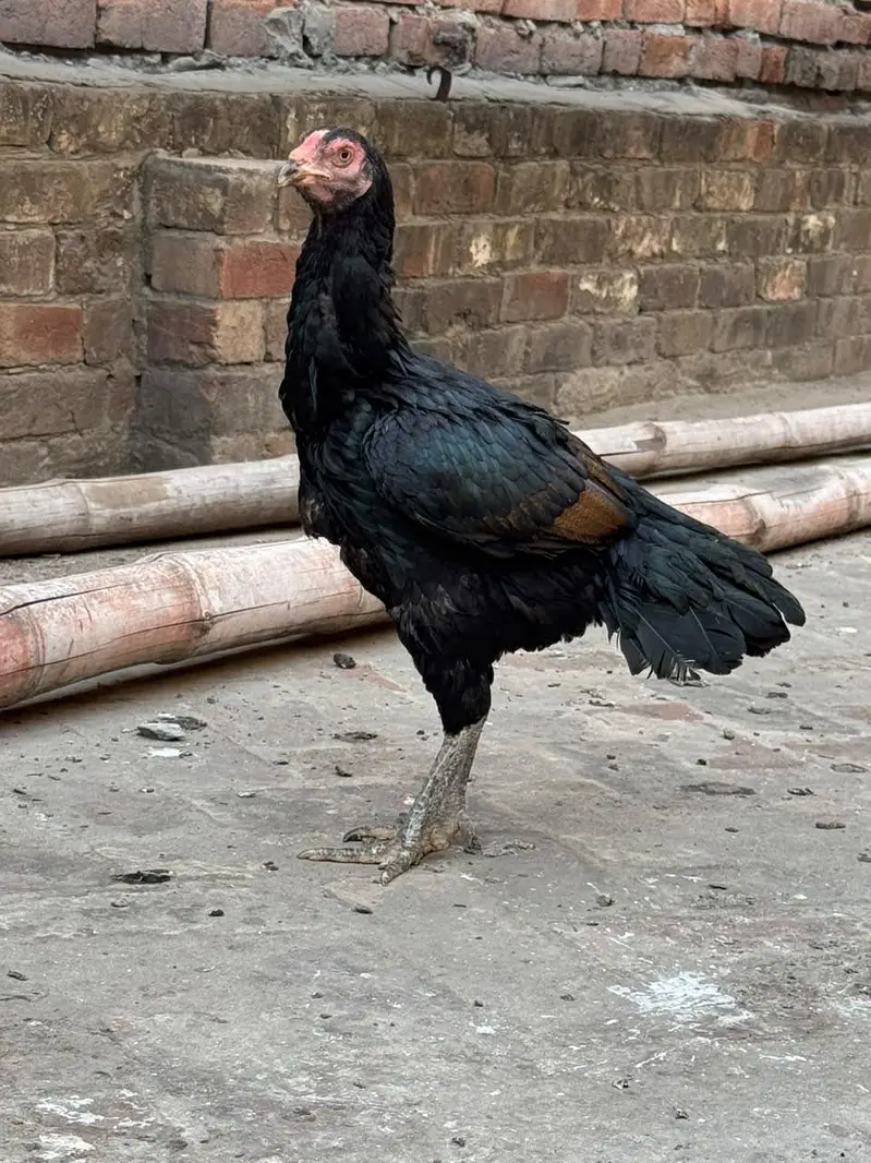 home breed he pure quality birds — photo 4
