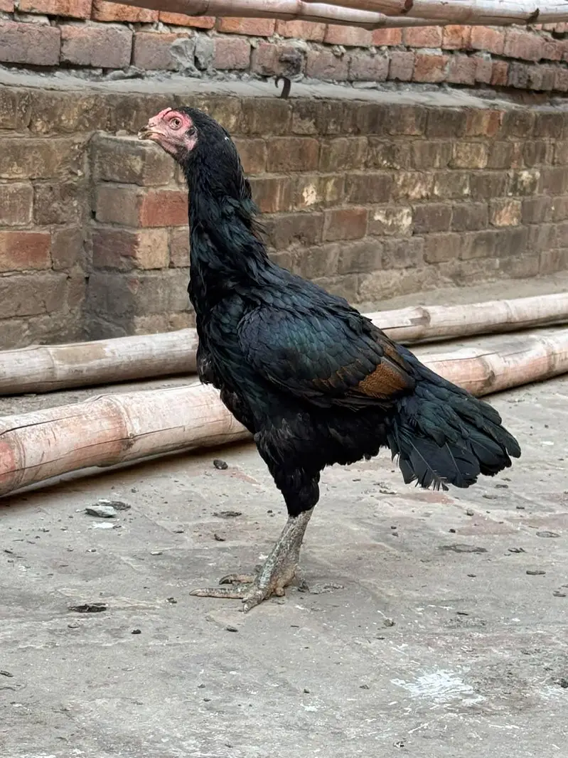 home breed he pure quality birds — photo 5