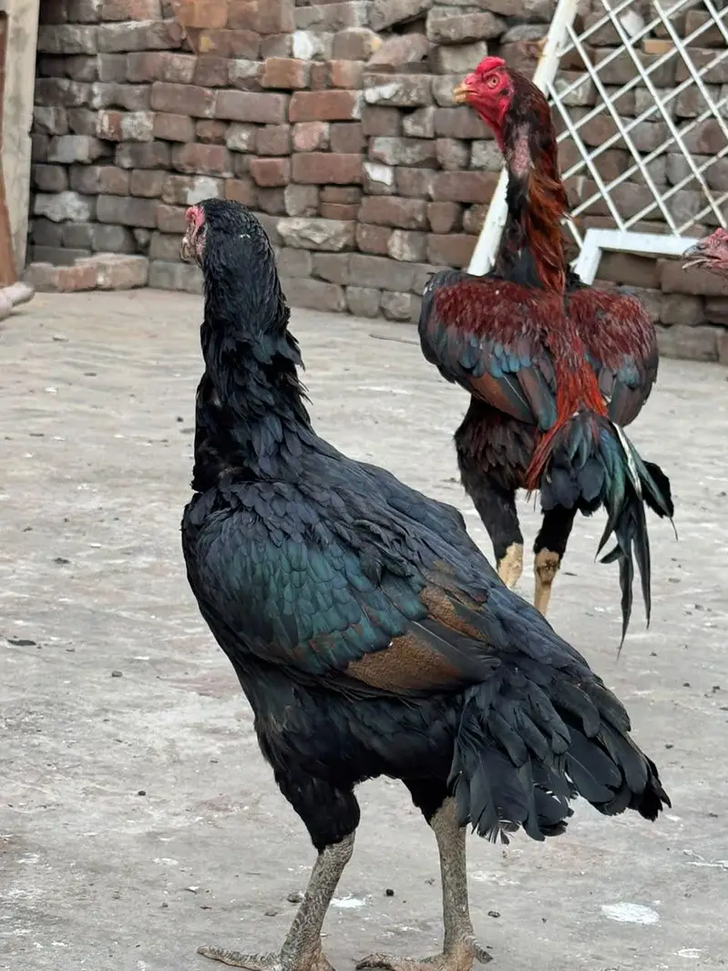home breed he pure quality birds — photo 6
