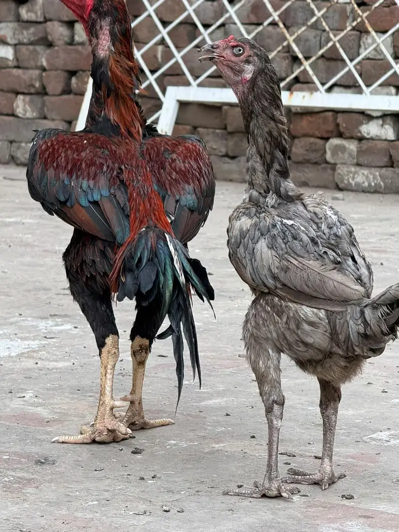 home breed he pure quality birds — photo 7