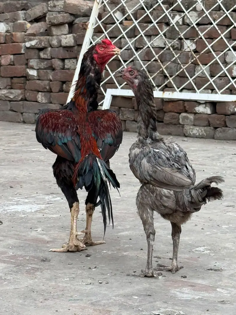 home breed he pure quality birds — photo 8