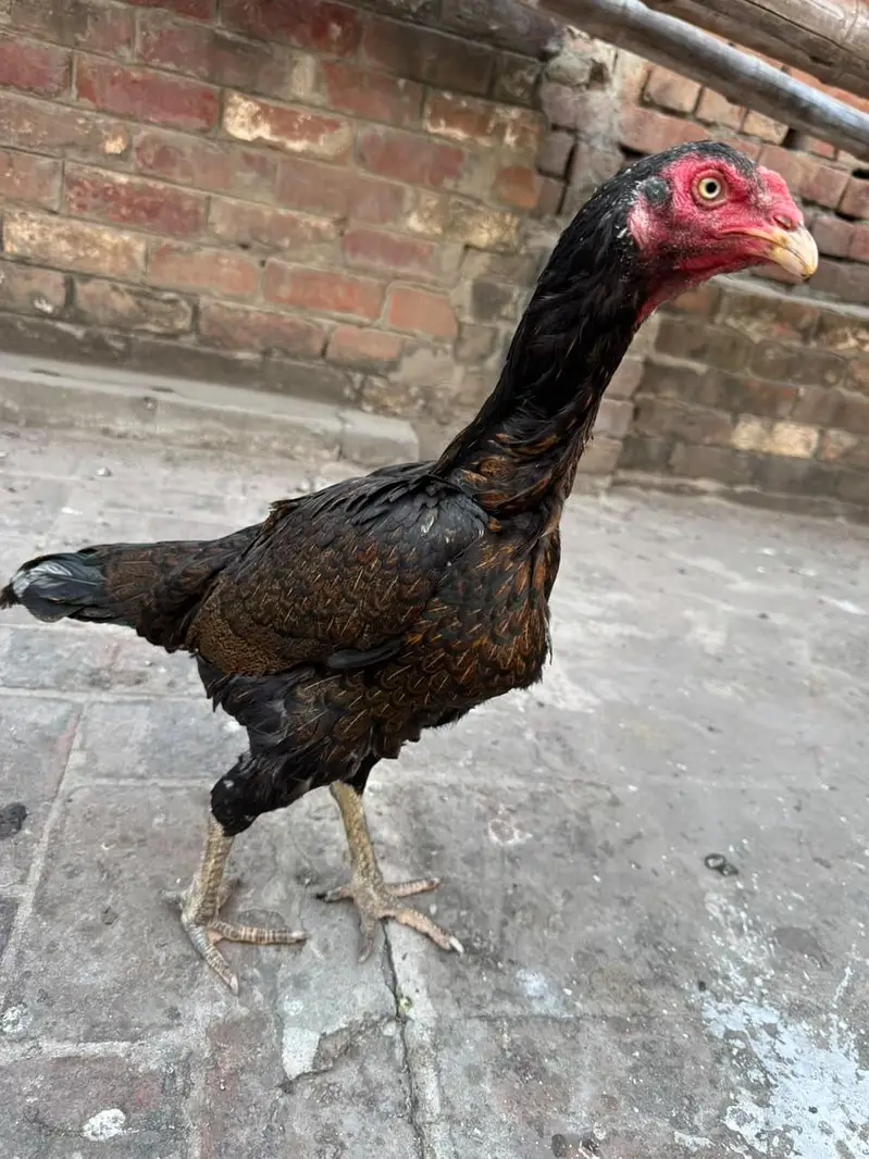 home breed he pure quality birds — photo 9