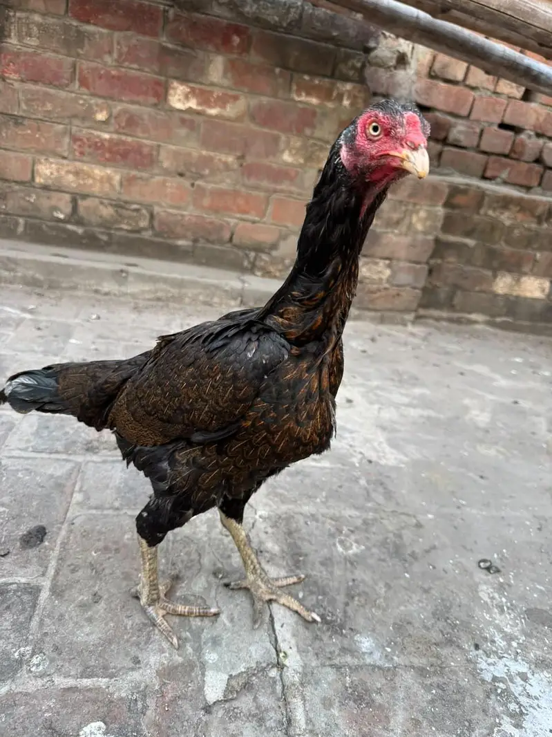 home breed he pure quality birds — photo 10