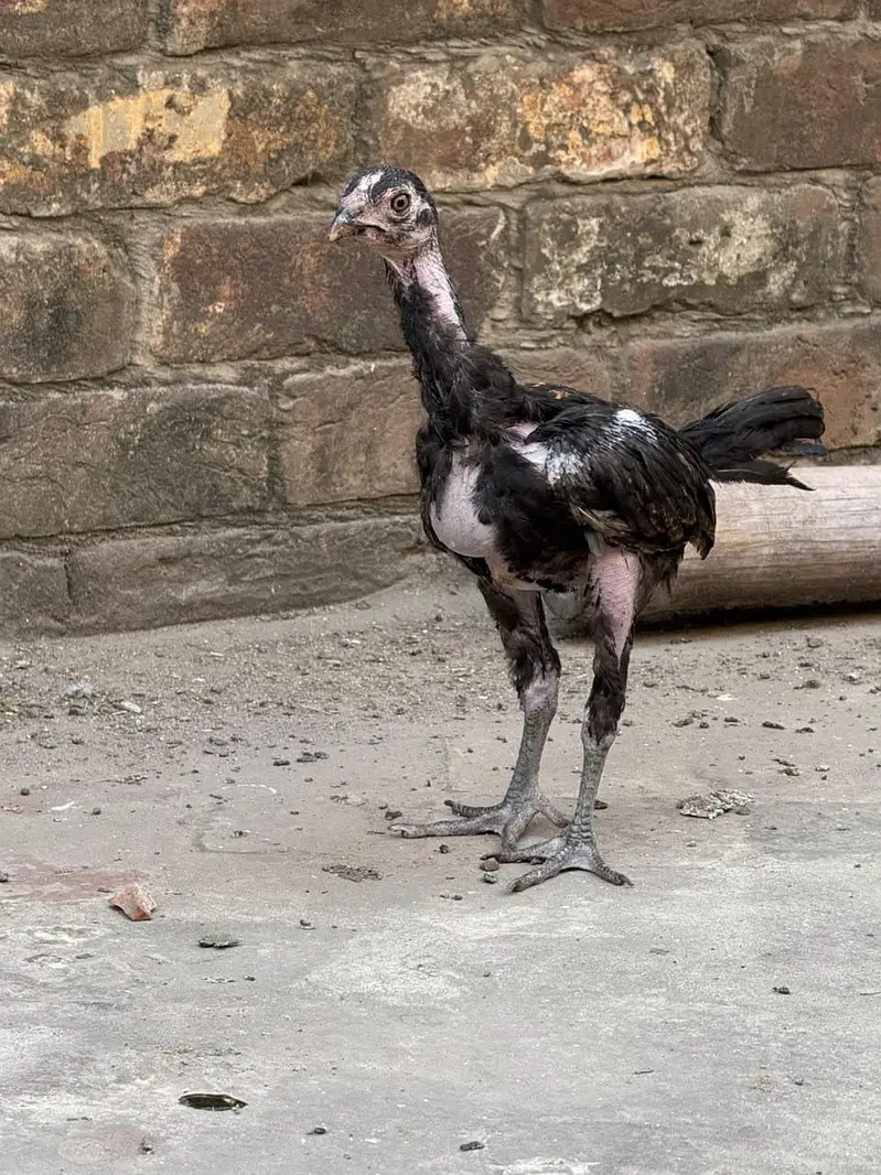 home breed he pure quality birds — photo 11