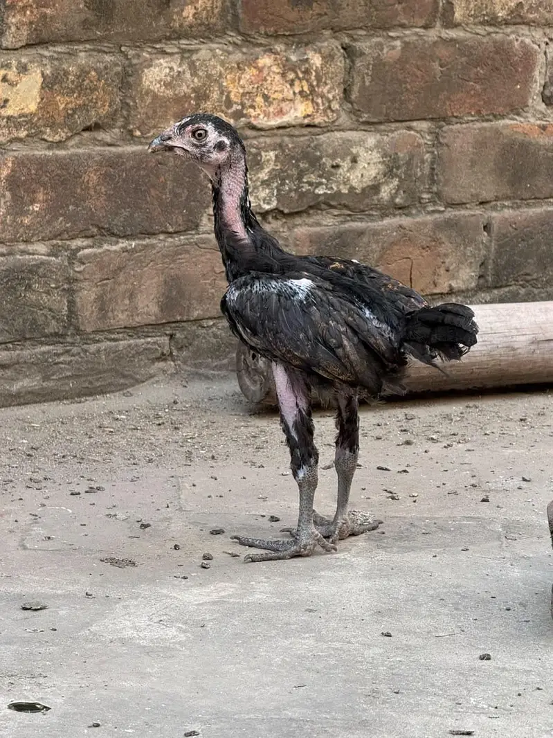 home breed he pure quality birds — photo 12