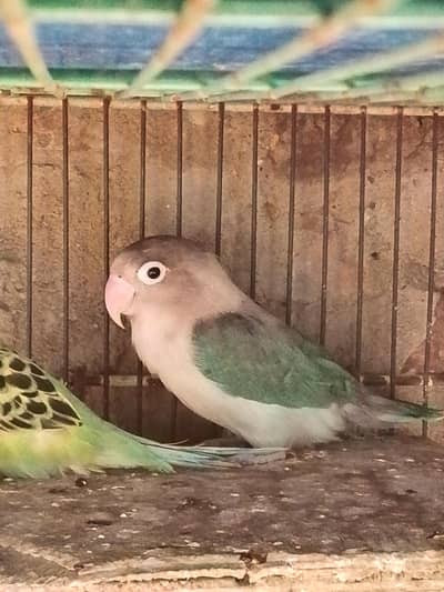 love bird female