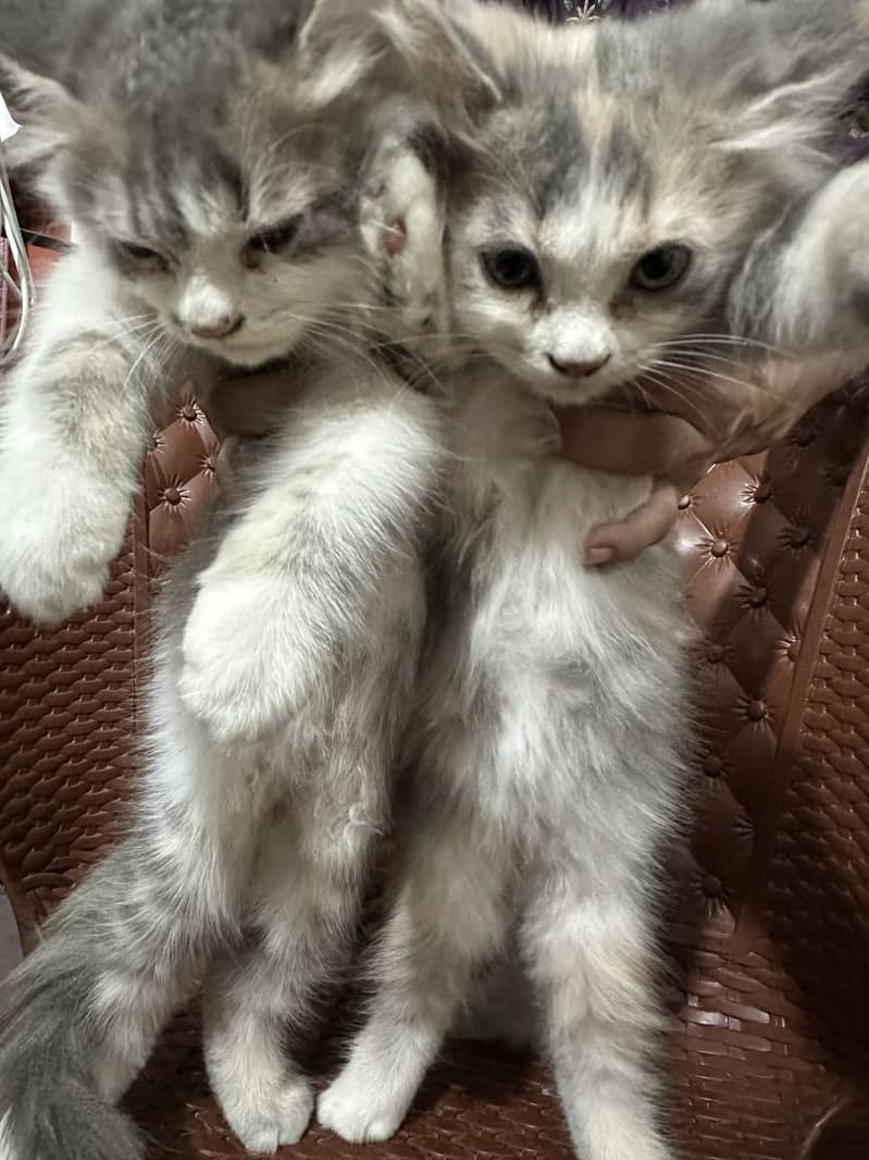 Pair 2 cats 20 thousand only 0