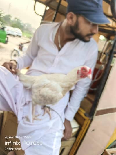 Aseel hen red white