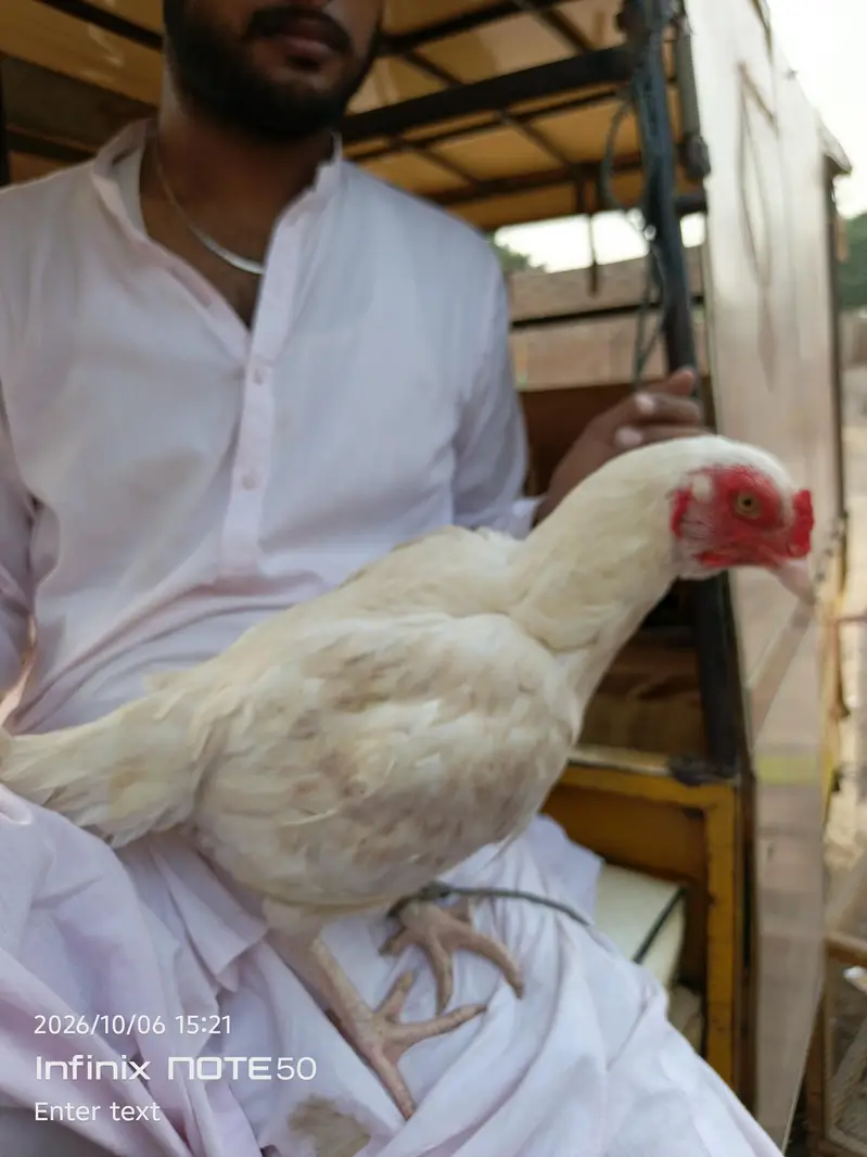 Aseel hen red white — photo 2