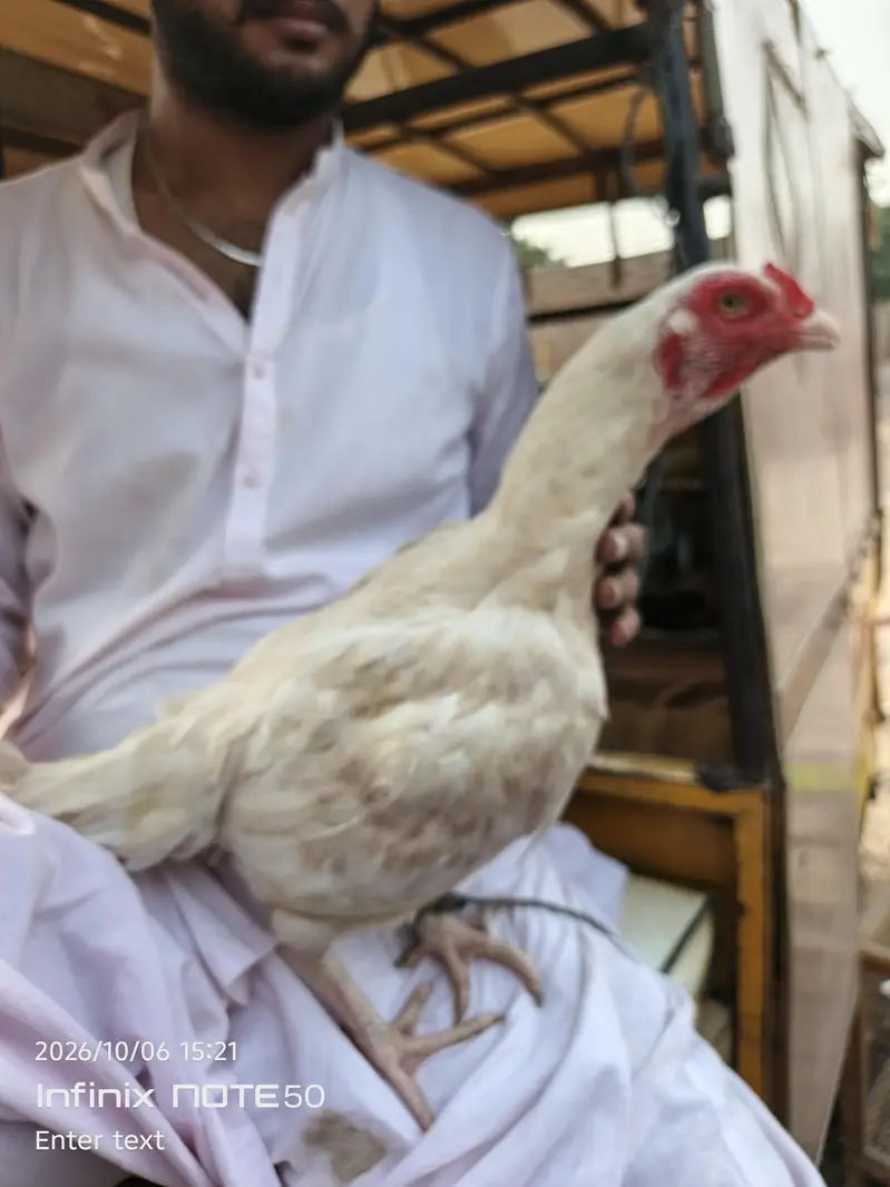 Aseel hen red white — photo 3