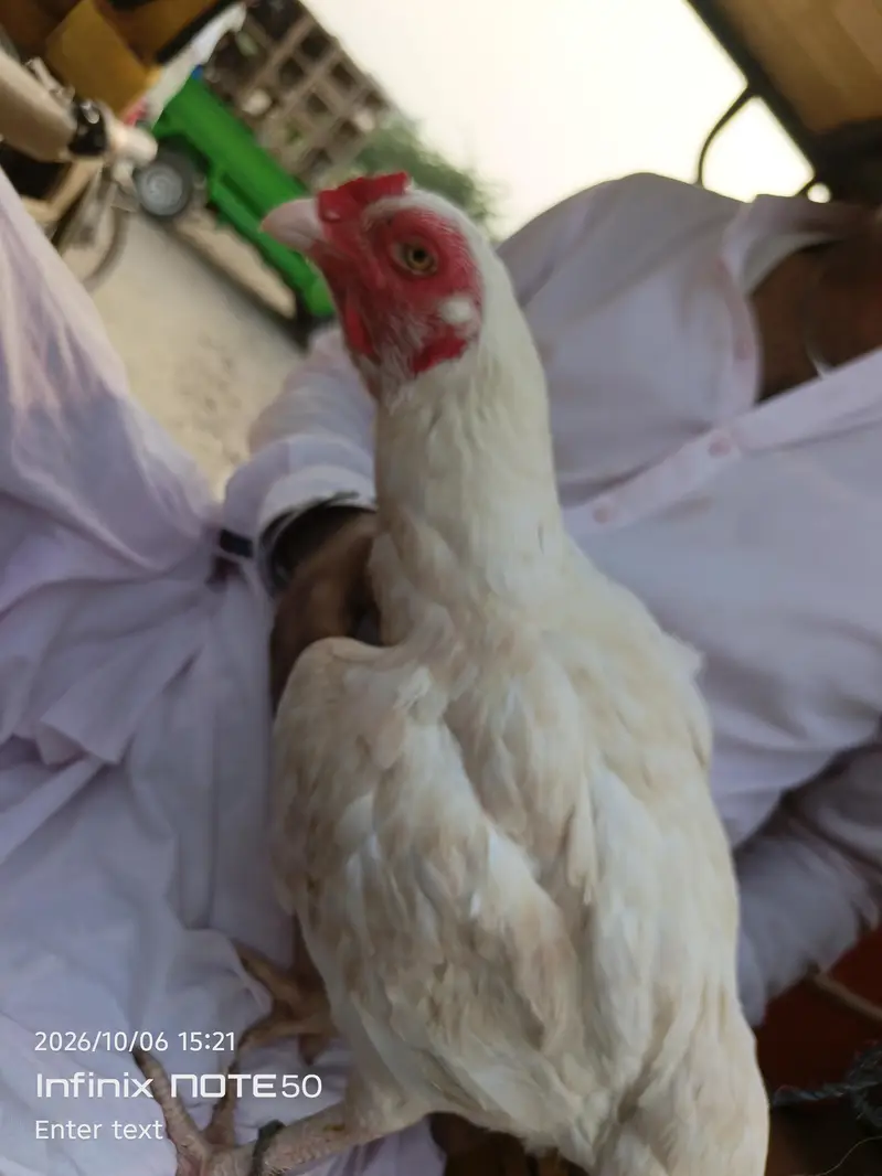 Aseel hen red white — photo 4