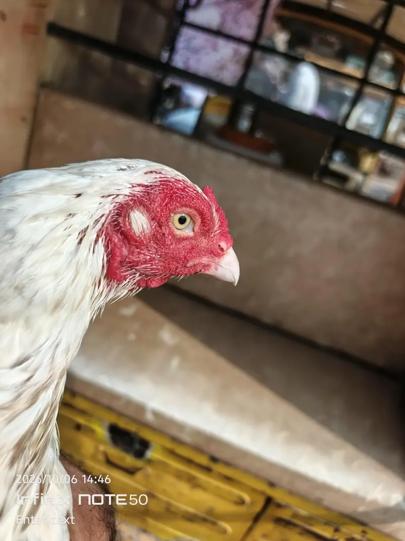 Aseel hen red white — photo 5