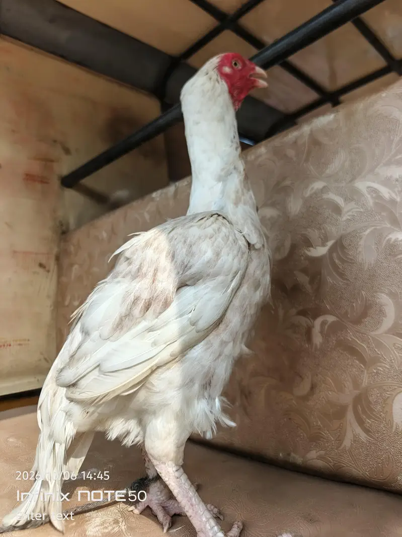 Aseel hen red white — photo 6