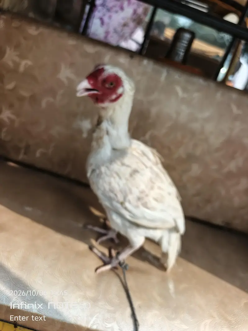 Aseel hen red white — photo 7