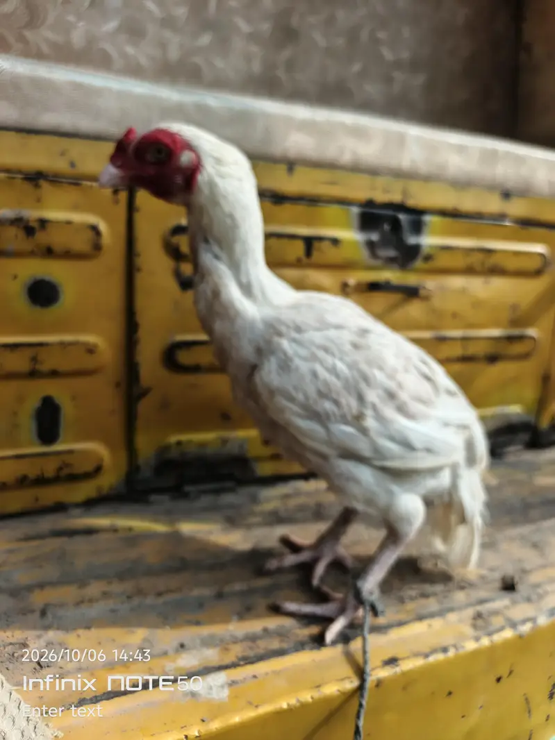 Aseel hen red white — photo 8