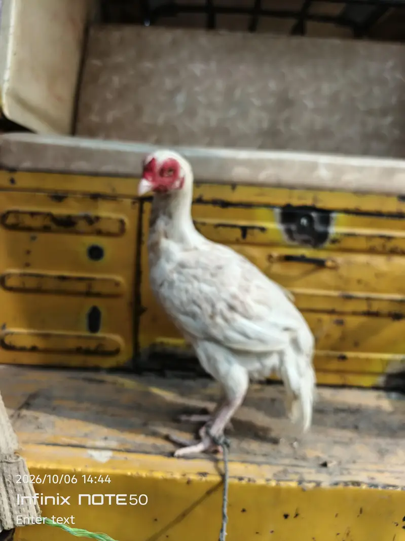 Aseel hen red white — photo 9