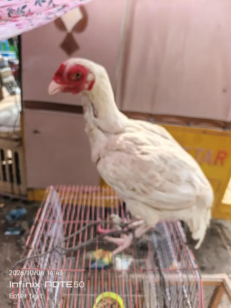 Aseel hen red white — photo 10