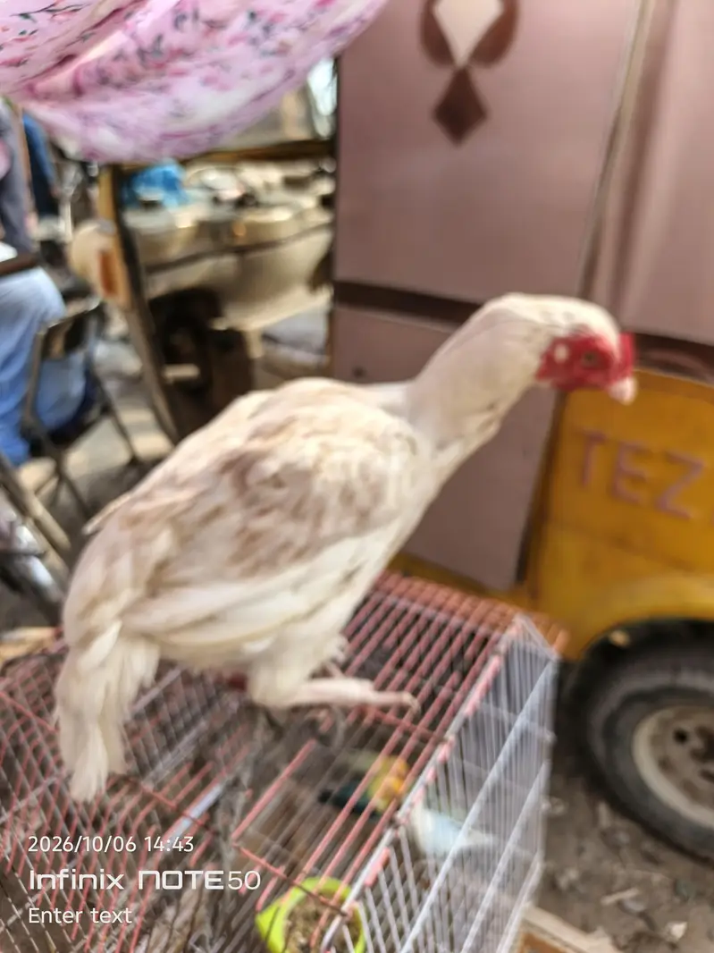 Aseel hen red white — photo 11