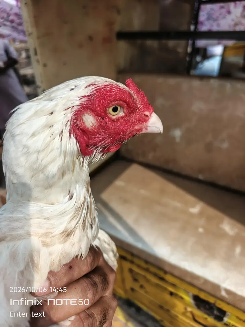 Aseel hen red white — photo 12