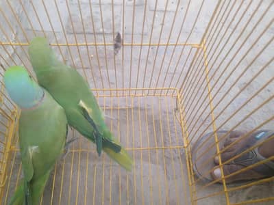Beautiful and healthy parrot available for sale.
