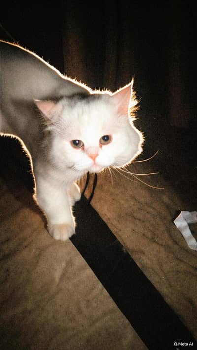White Punch Face Persian Male Cat