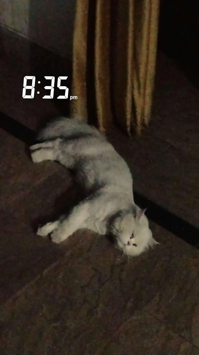 White Punch Face Persian Male Cat — photo 2