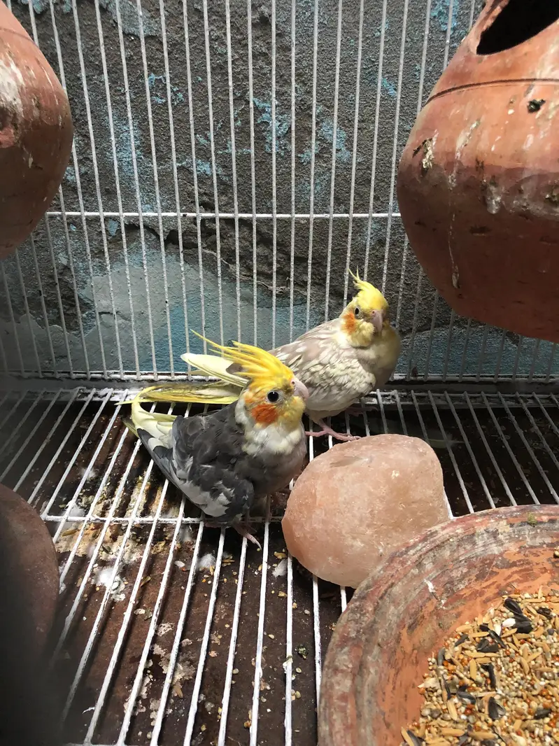 Cocktail pair for sale with cage. — photo 2