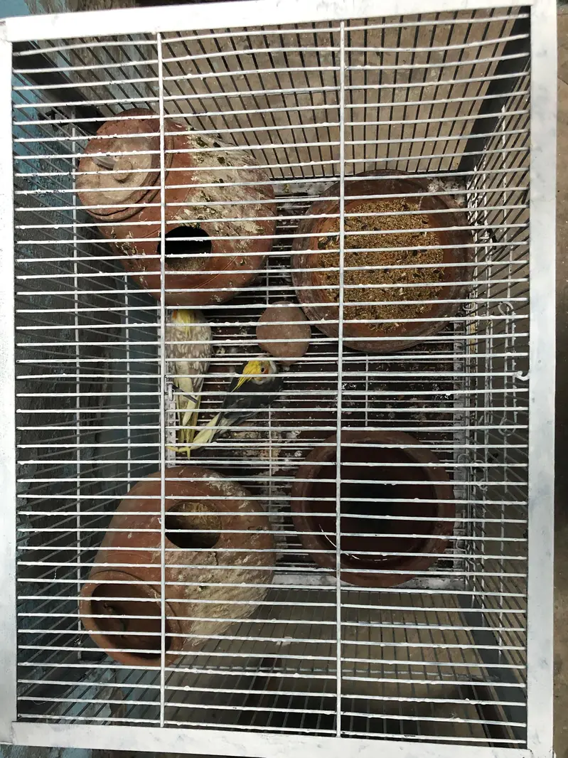 Cocktail pair for sale with cage. — photo 3