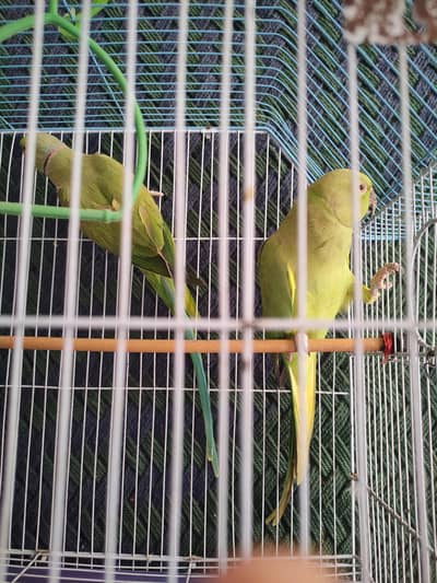 Parrots Desi Joti Nar And Madi