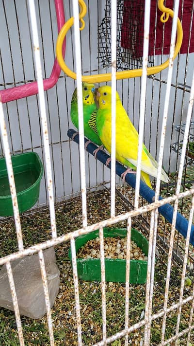 Hello everyone I am selling my beautiful budgies Pair