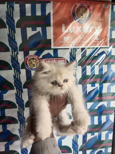 Persian punch face kitten out class quality