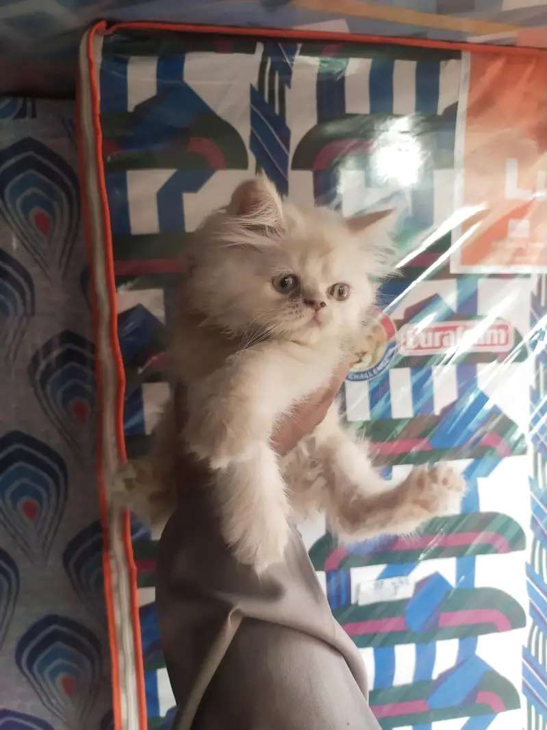 Persian punch face kitten out class quality — photo 2