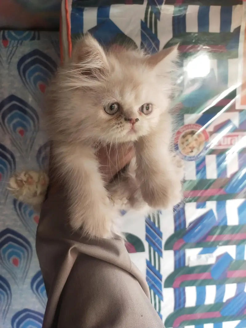 Persian punch face kitten out class quality — photo 3
