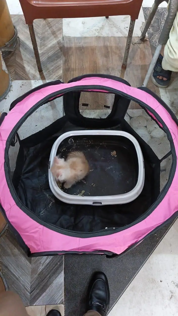 Persian punch face kitten out class quality — photo 4