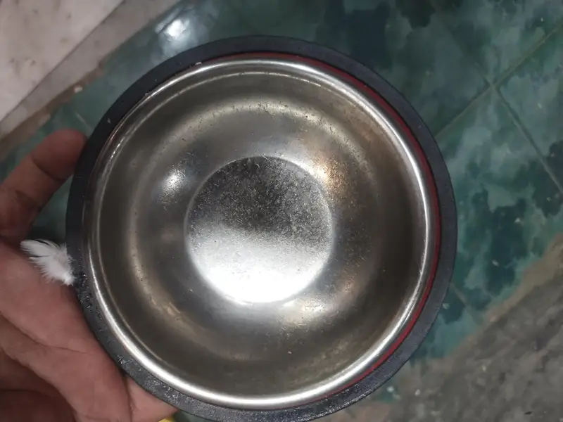 Persian punch face kitten out class quality — photo 5