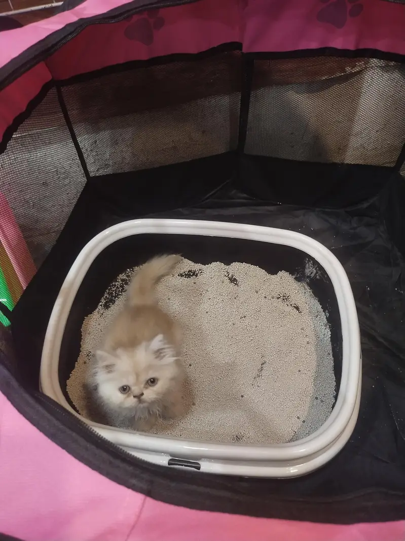 Persian punch face kitten out class quality — photo 8