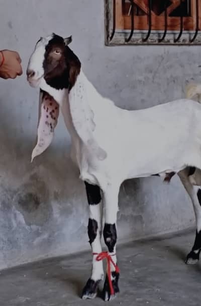 Ablak Male For sale - 7 Months Age