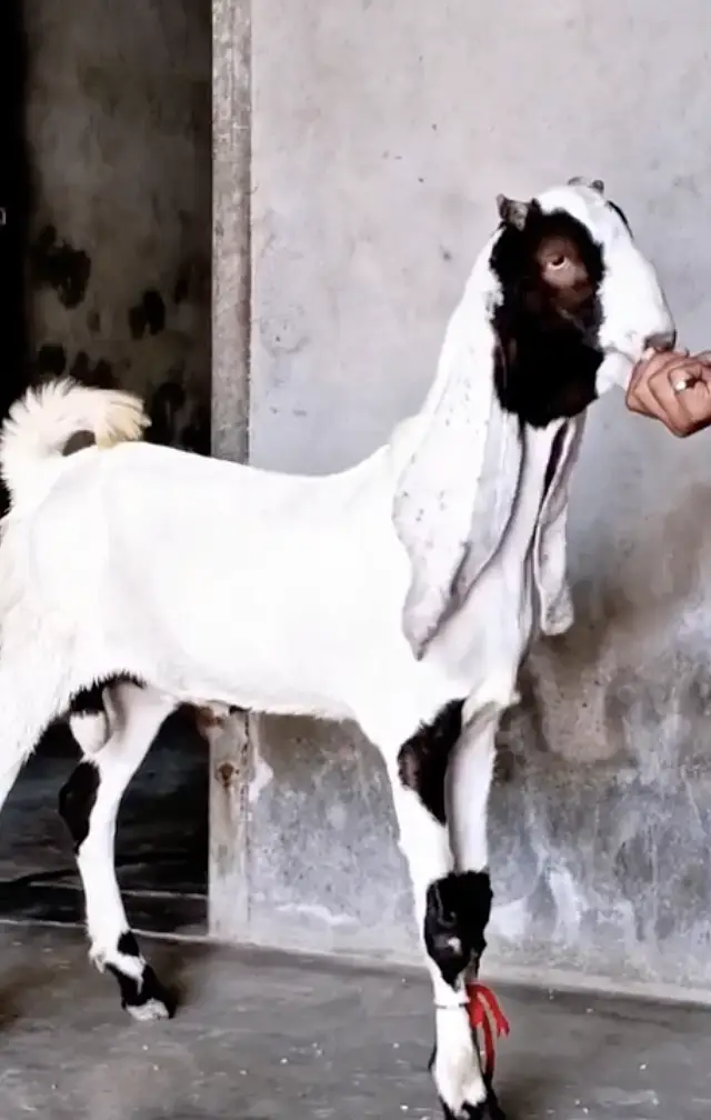Ablak Male For sale - 7 Months Age — photo 2