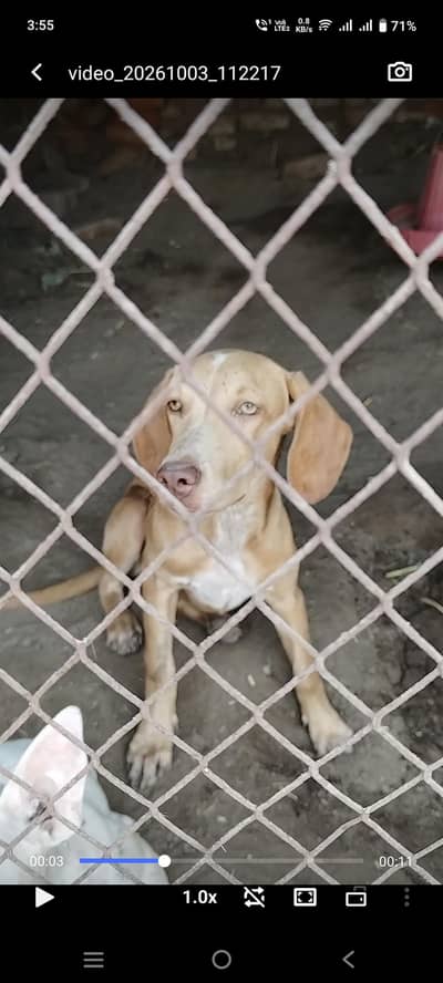 Pointer Female for Sale