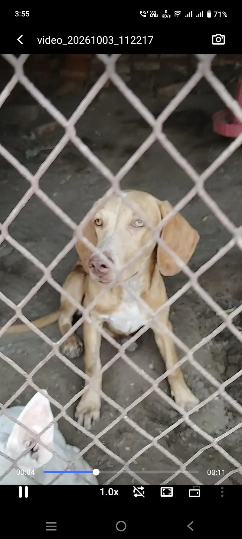 Pointer Female for Sale — photo 2
