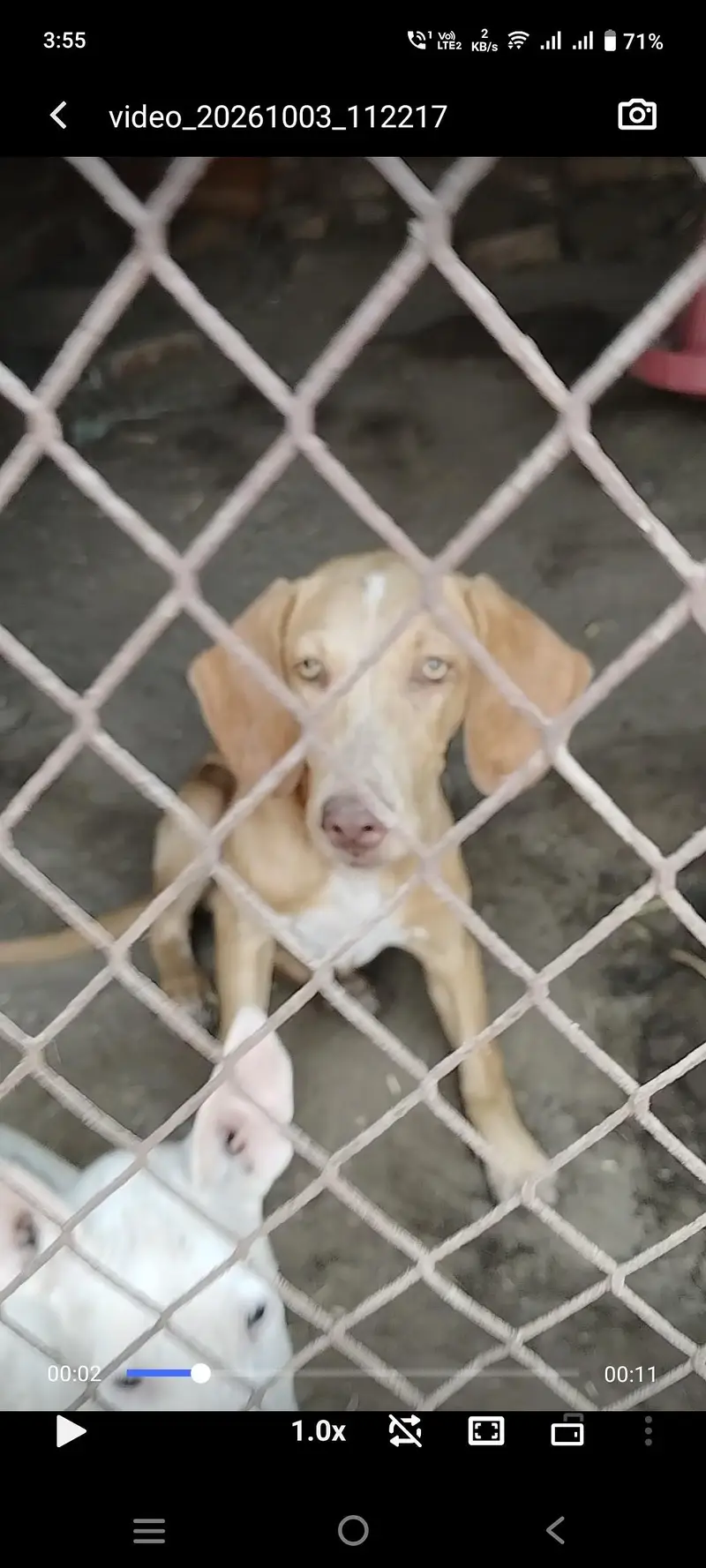 Pointer Female for Sale — photo 3